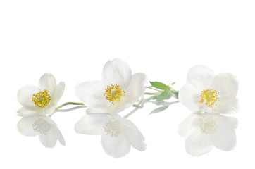 Fototapeta na wymiar White anemone flowers isolated on white background