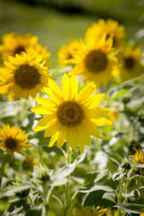 Sonnenblumen im Weingarten, Südsteiermark, Steiermark, Sonnenblume (Helianthus annuus)
