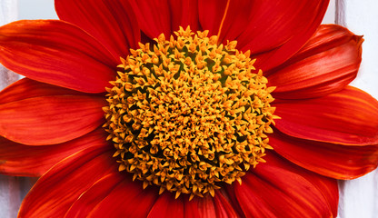 Flowers on wood