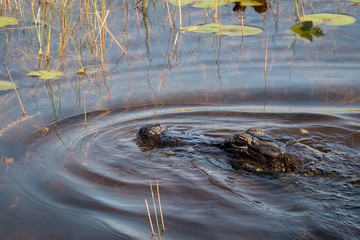 Alligator in water with reeds in background.