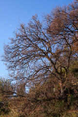 Quercia nella stagione autunnale. Cielo blu sullo sfondo con falce lunare