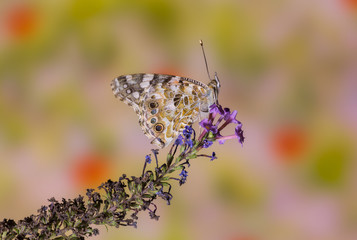 Farfalla Vanessa cardui Nymphalidae
