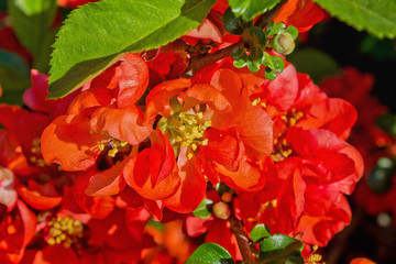 red flowers Japanese quince close up