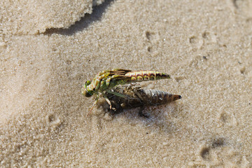 the birth of a green dragonfly from the  larvae closeup