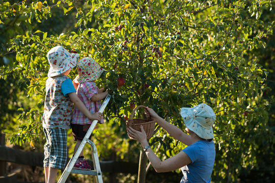 Mother With Children On The Ladder Picking Red Apples To The Basket In Organic Garden