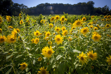 Naklejka premium Sonnenblumen im Weingarten, Südsteiermark, Steiermark, Sonnenblume (Helianthus annuus)