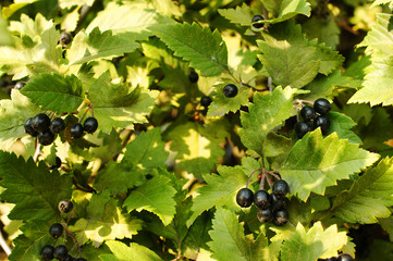 black hawthorn