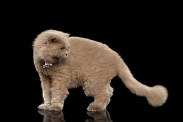 Scottish Cat Curiosity Looking Back