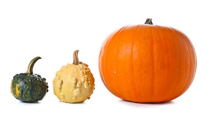 thre pumpkins on white