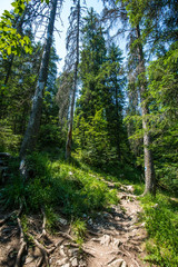 Mountain trail through the forest
