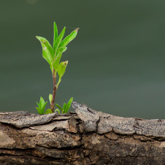  The leaves