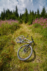 Mountain bike resting in a field near forest