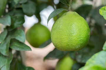 Lime green tree hanging from the branches of it.