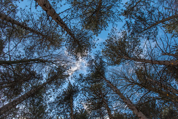 Fototapete bei efototapeten.de bestellen   