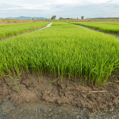 Rice seedlings ready for planting.