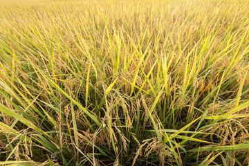 Rice field