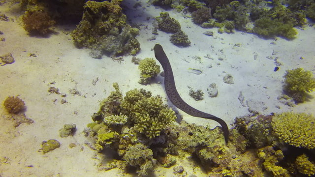 Gigat moray eel moving from reef to reef, Red Sea