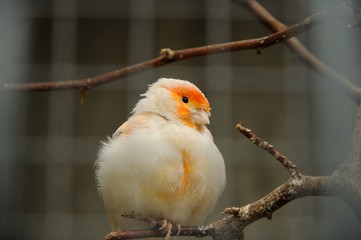 canary bird