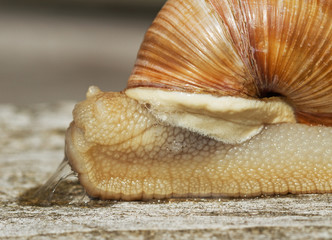 Snail on a wooden surface.