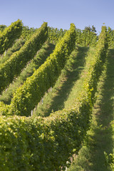 Fototapeta premium Weingarten an der südsteirischen Weinstraße, Weinstrasse, Steiermark