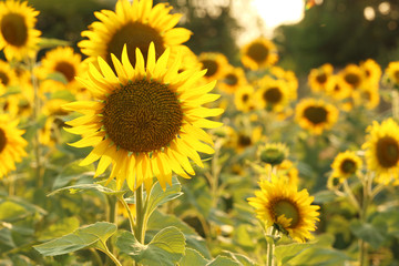Fototapeta na wymiar Sunflower in the field