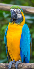 yellow-blue macaw in a zoo