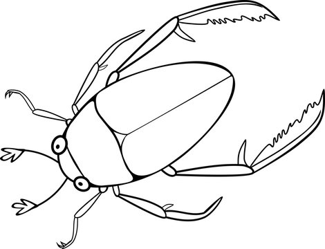 Coloring page hydrophilidae