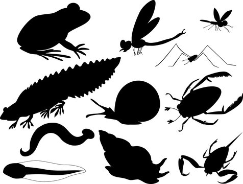 silhouettes of inhabitants of pond