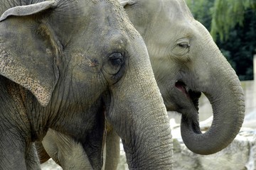 a pair of elephants
