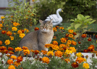 Британский кот , порода золотая шиншилла