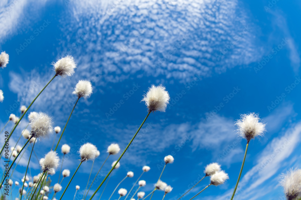 Canvas Prints flowering cotton grass on a background of blue sky