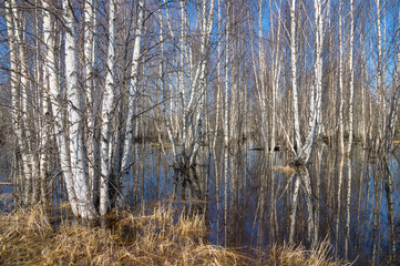 Spring landscape. The birchwood is waterlogged by flood waters.