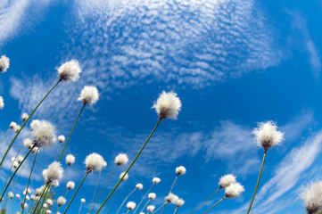 Obraz na płótnie Canvas Flowering cotton grass on a background of blue sky