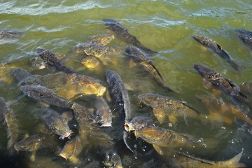 池で泳ぐ鯉／山形県庄内地方の池で泳ぐ鯉を撮影した写真です。