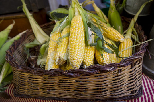 corn cobs in a basket