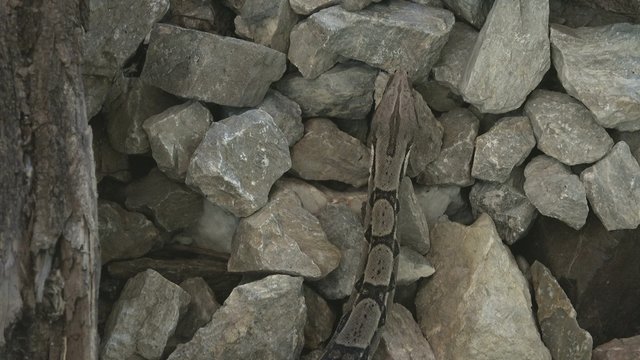 Python sebae, african python snake crawling on rocks, largest snake on African continent.