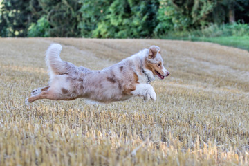 Ein australian shepherd spring