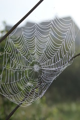 Sinnennetz im Baum