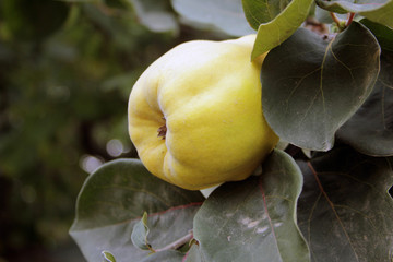 Quince