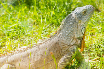iguana