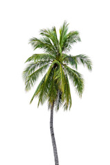 Obraz premium New coconut tree isolate on white