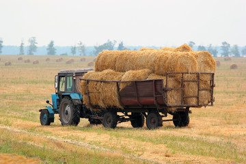 Obraz premium Tractor carries bales of hay on the harvested field