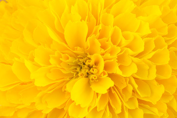 macro of yellow marigold flower background