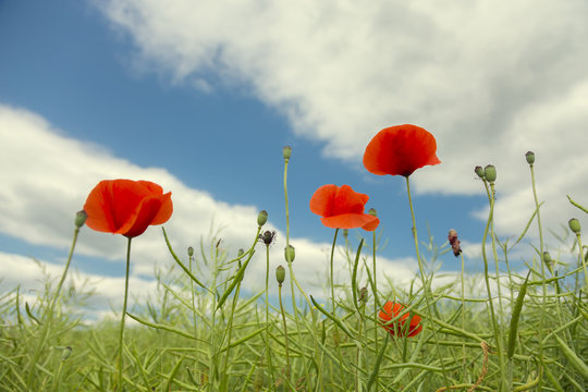 Mohnblumen