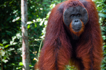 Orang Utan alpha male standing in Borneo Indonesia © attiarndt