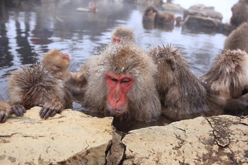 Obraz premium 温泉に入りくつろぐスノーモンキー 長野県山ノ内町 地獄谷野猿公苑