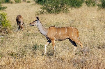 Greater Kudu female