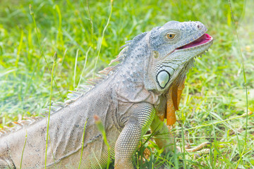 iguana