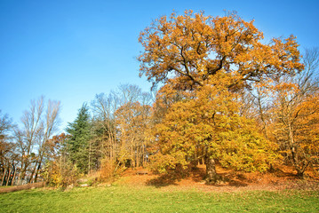 Forest in autumn