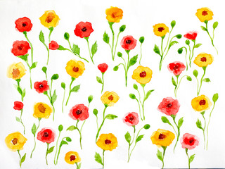 red and yellow opopy watercolor painted